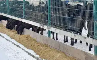 Высокие показатели мясной продуктивности едильбайской породы овец могут изменить рынок мяса в Казахстане