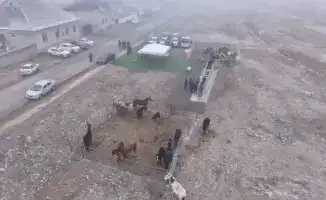 Цифровизация ветеринарии через чипирование животных в Туркестанской области