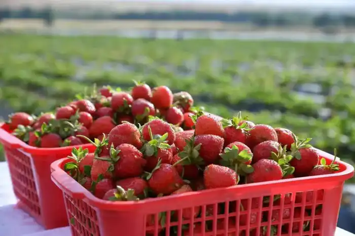 В САРЫАГАШСКОМ РАЙОНЕ ОБЪЕМ ВАЛОВОГО РЕГИОНАЛЬНОГО ПРОДУКТА ПРЕВЫСИЛ 380 МЛРД ТЕНГЕ (4)