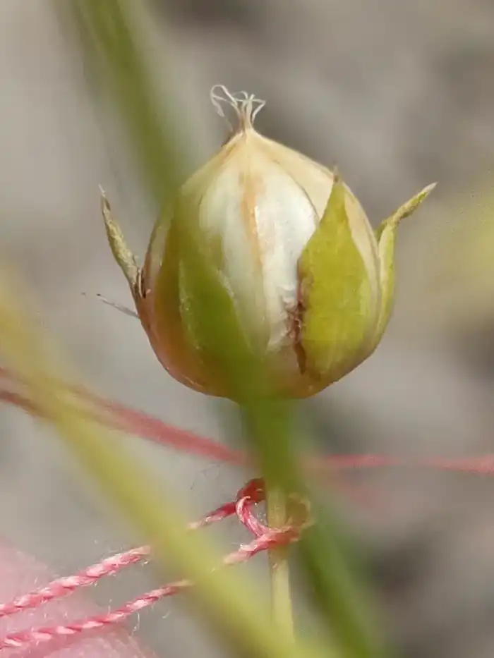 Льняные семена на старте: Казахстан ускоряет селекцию до четырёх поколений в год Актобе