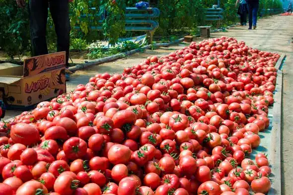 ТУРКЕСТАН: УВЕЛИЧЕНИЕ ВАЛОВОГО ОБЪЕМА СЕЛЬХОЗПРОДУКЦИИ В МАКТААРАЛЬСКОМ РАЙОНЕ ДО 85,7 МЛРД ТЕНГЕ Актобе