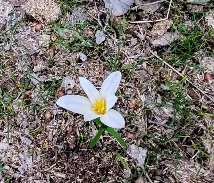 Весна пришла: птицы и подснежники в Туркестане! Актобе