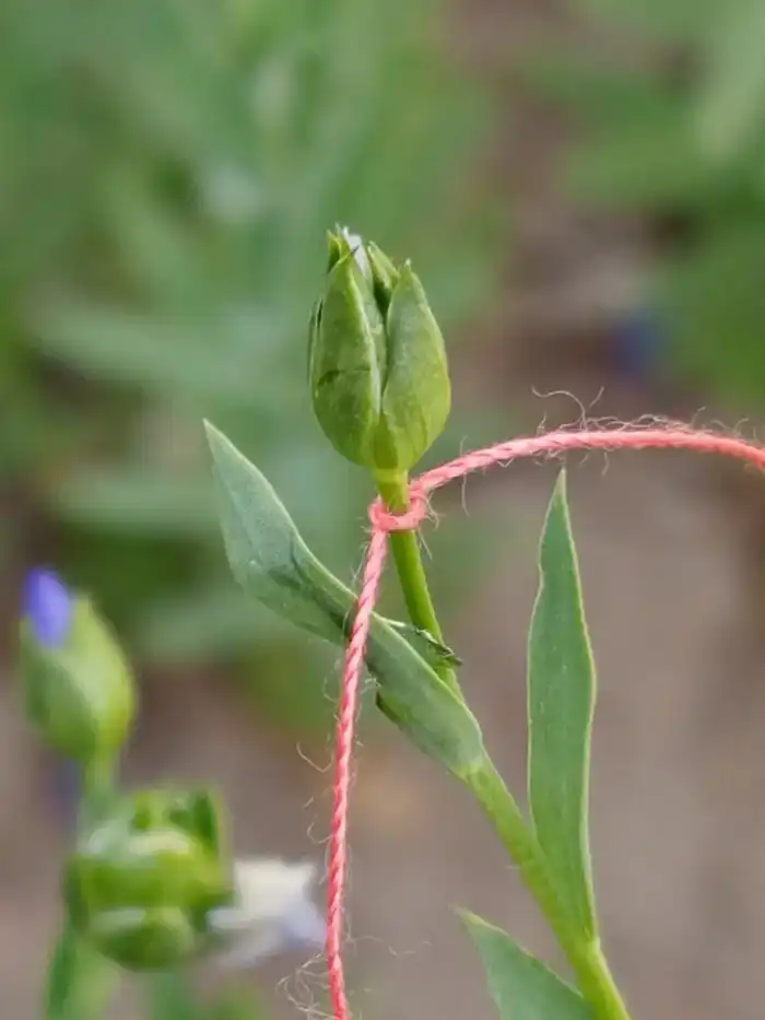 В Казахстане впервые ускорили селекцию льна: до четырёх поколений в год (4)