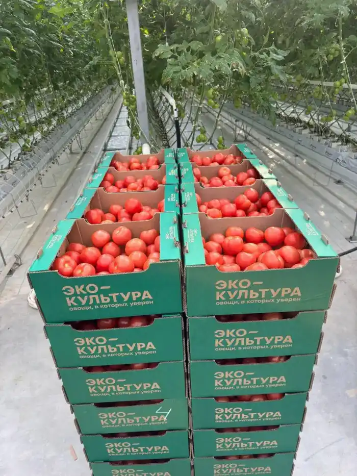 В тепличном комплексе «Экокультура Евразия» собран первый урожай томатов (2)