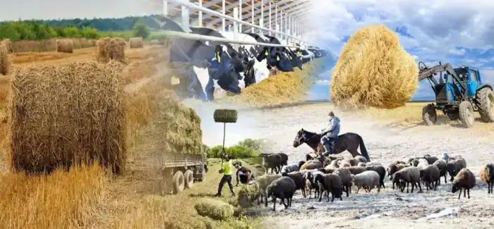 Рост числа сельхозкооперативов в Казахстане: объединение фермеров для совместного развития Актобе