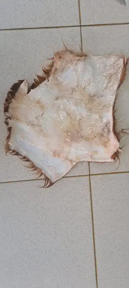 Ученые разрабатывают инновационную технологию сохранения шкур КРС (4)