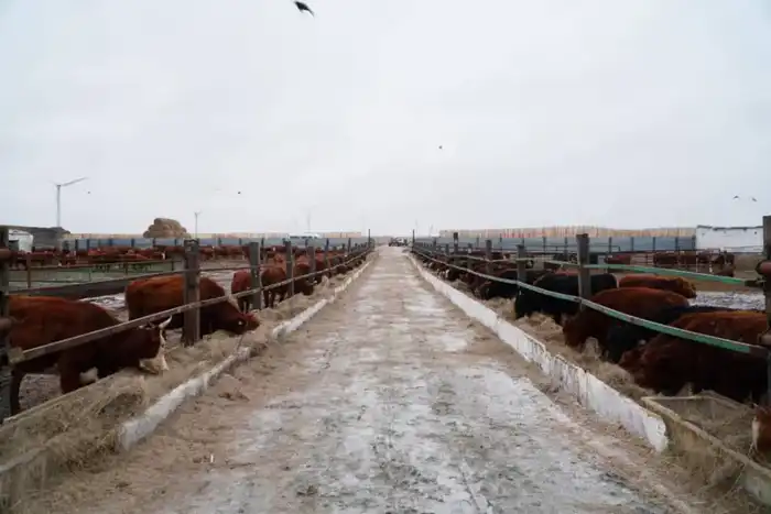 В Акмолинскую область поступило 4 300 голов КРС калмыцкой породы для мясного кластера Актобе