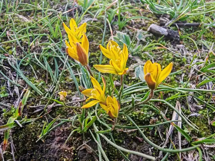 В ТУРКЕСТАНСКУЮ ОБЛАСТЬ ВЕРНУЛИСЬ ПТИЦЫ НАУРЫЗЕК И РАСЦВЕЛИ ПОДСНЕЖНИКИ (5)
