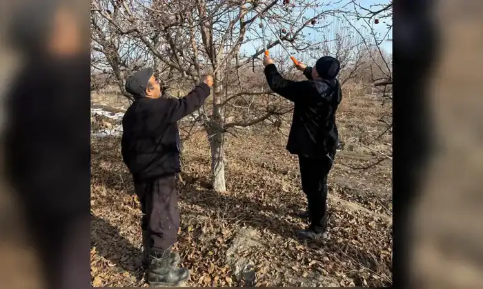 Учитель математики развивает семейный сад в Жетісу на 4,5 га Актобе