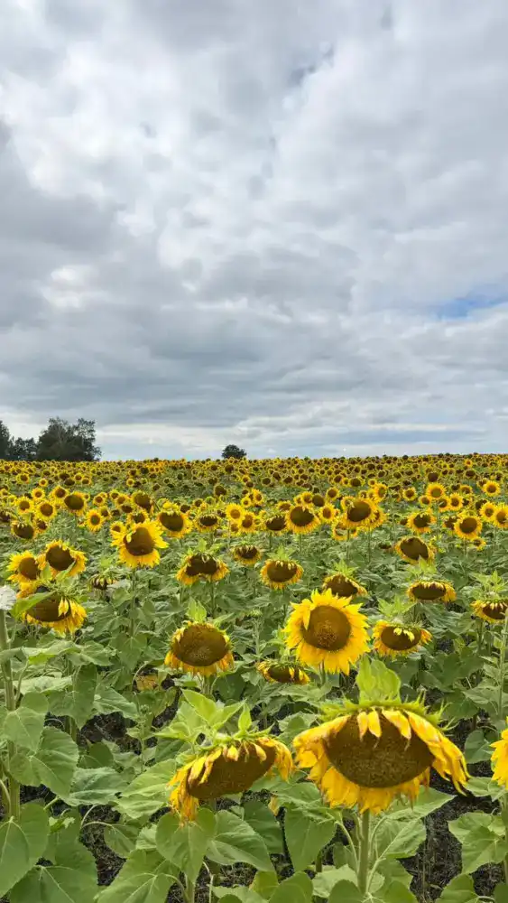 Семена будущего: в ВКО начнётся строительство завода для обработки масличных и крупяных культур Актобе