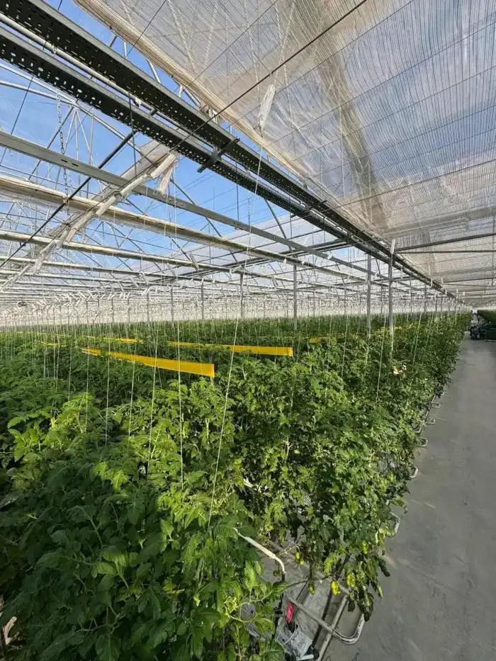 Первый урожай томатов в «Экокультура Евразия» открывает новые перспективы для агропромышленности региона Актобе