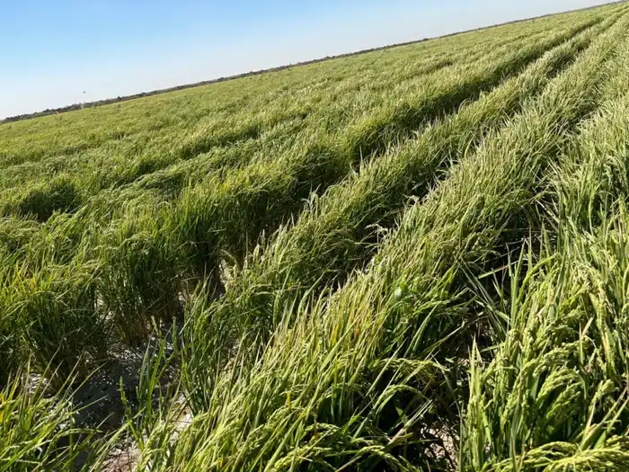 Новые технологии для экономии воды внедряются в Туркестанской области Актобе