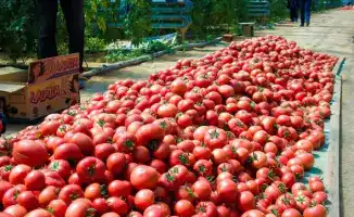 ТУРКЕСТАН: УВЕЛИЧЕНИЕ ВАЛОВОГО ОБЪЕМА СЕЛЬХОЗПРОДУКЦИИ В МАКТААРАЛЬСКОМ РАЙОНЕ ДО 85,7 МЛРД ТЕНГЕ