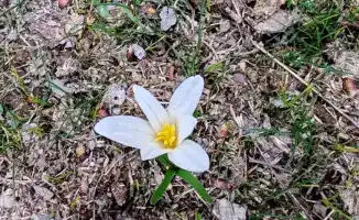 Весна пришла: птицы и подснежники в Туркестане!