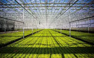 Создание 800 новых рабочих мест в Туркестанской области благодаря запуску тепличного комплекса