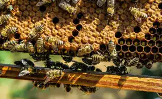 Рост экспорта казахстанского меда: новые перспективы для агроэкспорта и национальных производителей