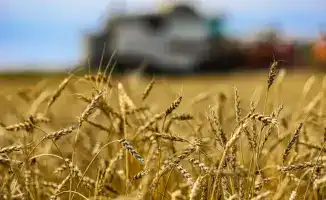 Казахстан: Новые горизонты переработки сельхозпродукции и вызовы в животноводстве