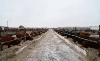 В Акмолинской области завезли 4 300 голов калмыцкого скота для создания мясного кластера