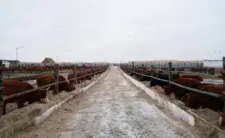 В Акмолинскую область поступило 4 300 голов КРС калмыцкой породы для мясного кластера