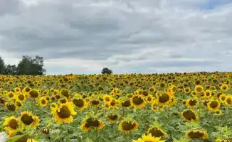 Семена будущего: в ВКО начнётся строительство завода для обработки масличных и крупяных культур