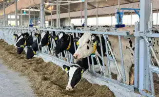 600 коров: новая жизнь молочной фермы в ВКО!