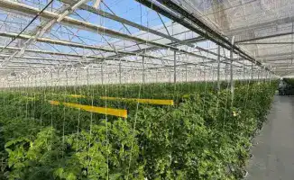 Первый урожай томатов в «Экокультура Евразия» открывает новые перспективы для агропромышленности региона