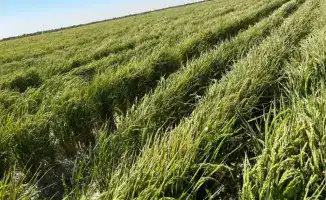 Новые технологии для экономии воды внедряются в Туркестанской области