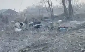 Стая безжалостных волков: женщина в Алматинской области едва не стала жертвой уличной агрессии