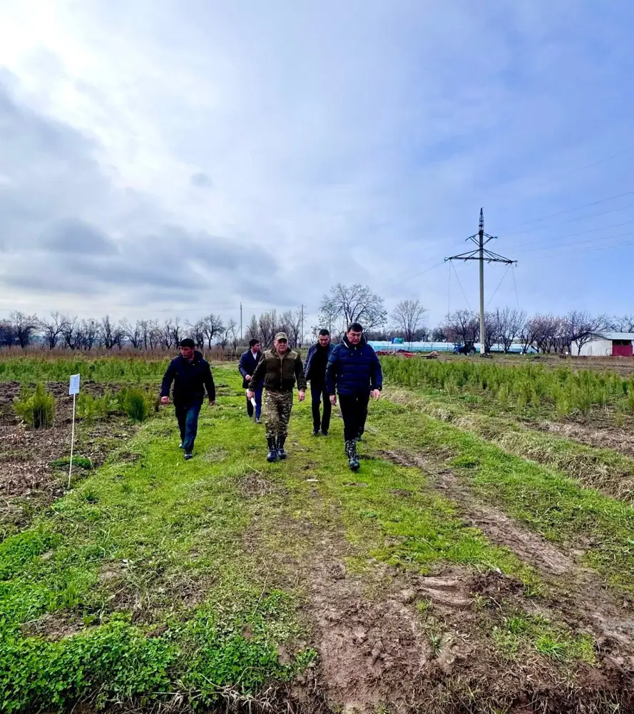 Туркестанская область демонстрирует лидерство в производстве саженцев и озеленении в республике Актобе