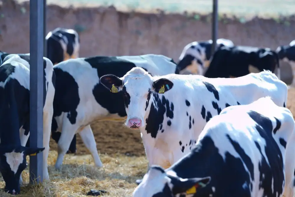 В ТУРКЕСТАНСКОЙ ОБЛАСТИ ЗА ТРИ ГОДА СОЗДАН 201 НОВЫЙ СЕЛЬСКОХОЗЯЙСТВЕННЫЙ КООПЕРАТИВ (2)
