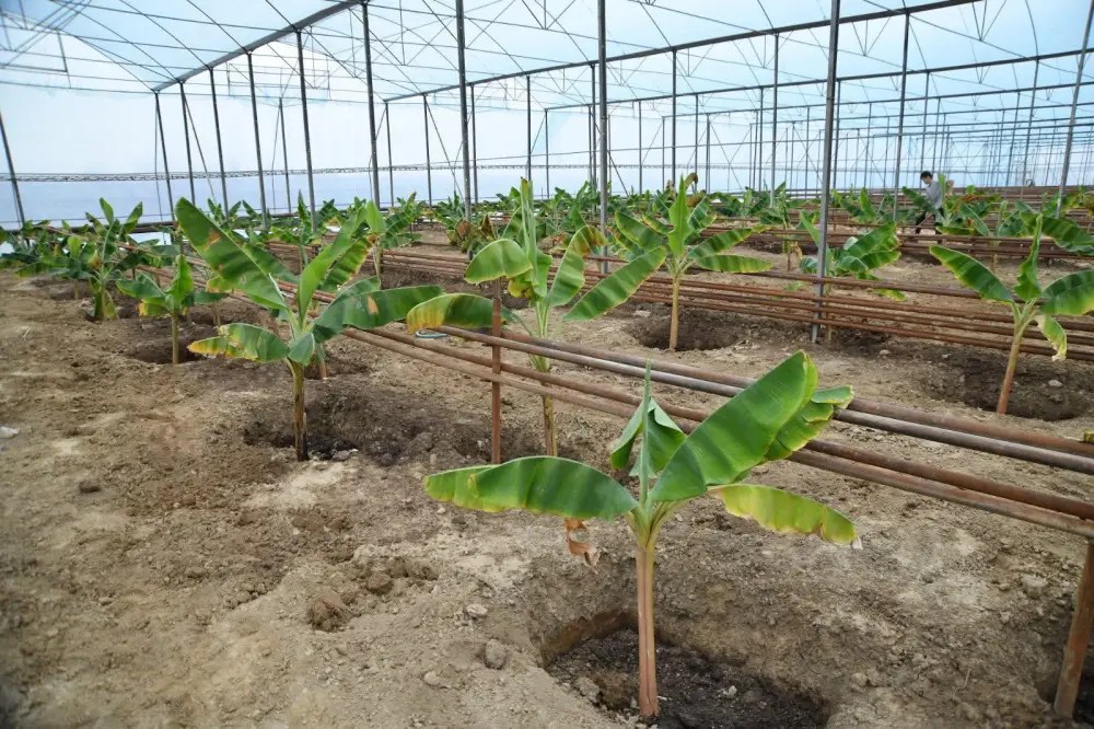 Запуск тепличного комплекса Otyrar GeoBanana в Отырарском районе: новые возможности для сельского хозяйства и экономики региона Актобе