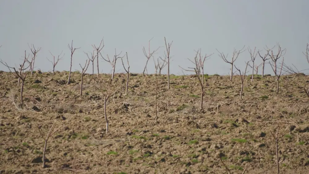 ТУРКЕСТАН: МЕЖДУНАРОДНЫЙ ПРОЕКТ ПО ВЫСАЖИВАНИЮ ПЕРСИКА, ЧЕРЕШНИ И ВИНОГРАДА В КЕЛЕССКОМ РАЙОНЕ Актобе