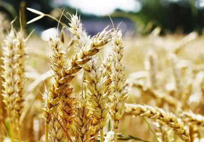 АКК продолжает прием заявок на страхование яровых культур от засухи на сезон-2026 Актобе