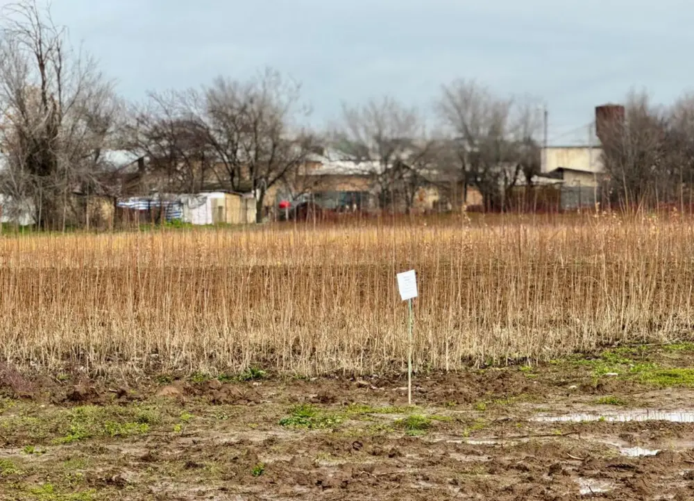ТУРКЕСТАНСКАЯ ОБЛАСТЬ ЛИДИРУЕТ В РЕСПУБЛИКЕ ПО ПРОИЗВОДСТВУ САЖЕНЦЕВ И ПОСАДКЕ ДЕРЕВЬЕВ (3)
