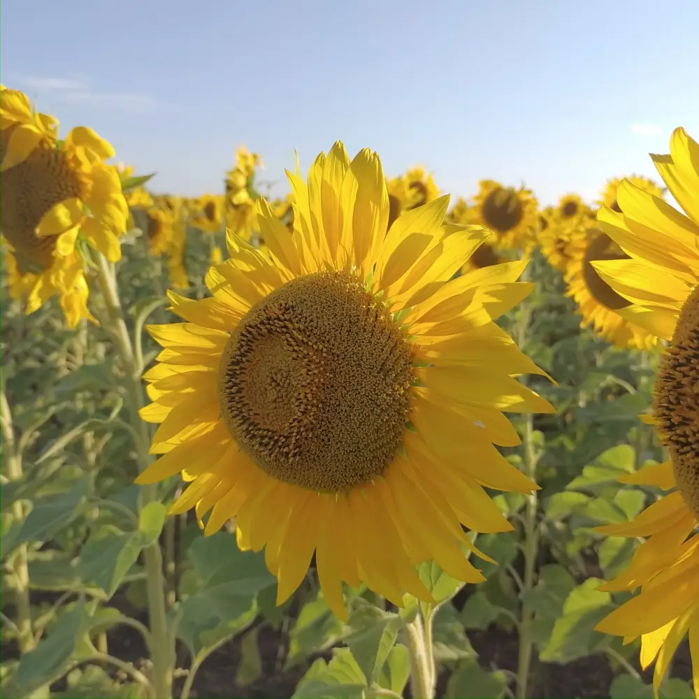 В Кокшетау начнется строительство нового маслоэкстракционного завода с инвестициями 76 млрд тенге Актобе