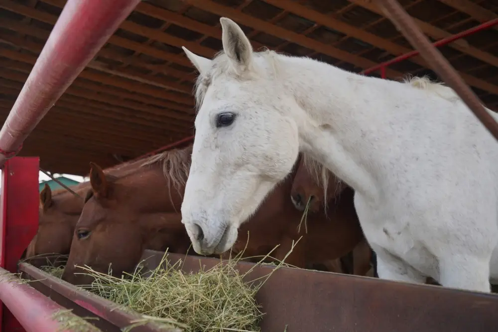 В ТУРКЕСТАНСКОЙ ОБЛАСТИ РАБОТЫ В СФЕРЕ ВЕТЕРИНАРИИ ВЕДУТСЯ ПО ПЛАНУ (6)