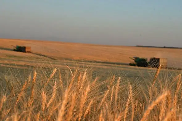 Увеличение посевных площадей в Туркестанской области может привести к значительному росту урожайности Актобе