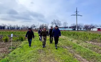 Туркестанская область демонстрирует лидерство в производстве саженцев и озеленении в республике