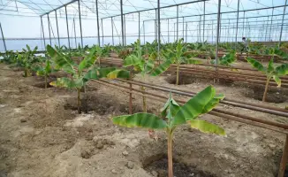 Запуск тепличного комплекса Otyrar GeoBanana в Отырарском районе: новые возможности для сельского хозяйства и экономики региона