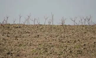 ТУРКЕСТАН: МЕЖДУНАРОДНЫЙ ПРОЕКТ ПО ВЫСАЖИВАНИЮ ПЕРСИКА, ЧЕРЕШНИ И ВИНОГРАДА В КЕЛЕССКОМ РАЙОНЕ
