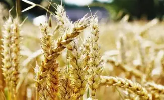 АКК продолжает прием заявок на страхование яровых культур от засухи на сезон-2026