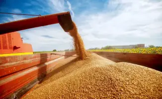 Птицеводы в поисках зерна: кто кого перегонит?