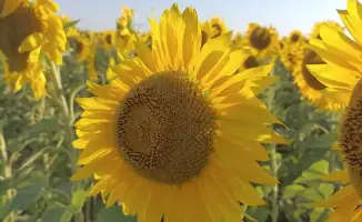 В Кокшетау начнется строительство нового маслоэкстракционного завода с инвестициями 76 млрд тенге