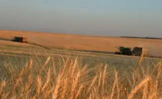 Увеличение посевных площадей в Туркестанской области может привести к значительному росту урожайности