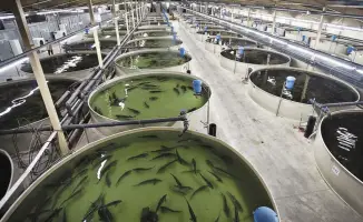 Запуск рыбоводческого комплекса в Казахстане: новые возможности для устойчивого рыбного производства