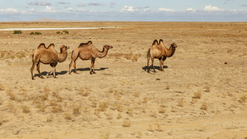 Казахстан: воздух раскалится до +32, готовьтесь к жаре! Актобе