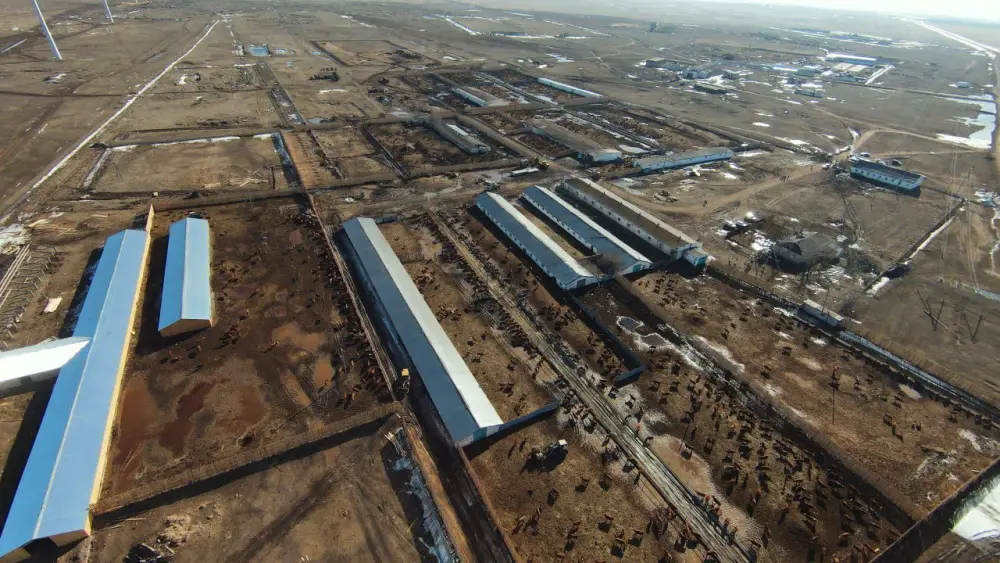 Калмыцкая порода КРС набирает популярность в Акмолинской области (9)