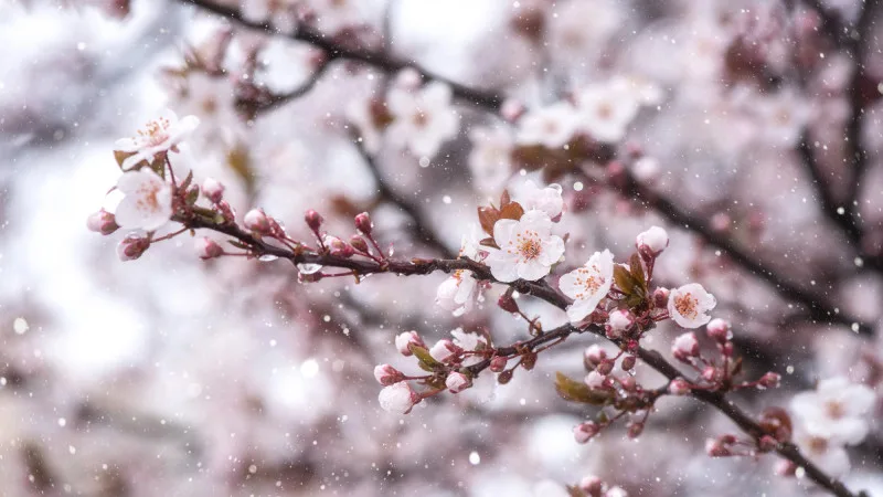 Снег и заморозки в Казахстане: возможные последствия для сельского хозяйства и транспортной инфраструктуры в конце апреля Актобе