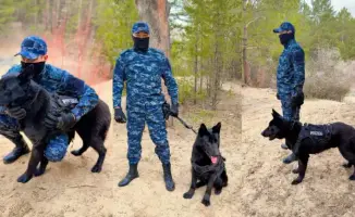 Увеличение раскрываемости преступлений в Абайской области благодаря служебным собакам