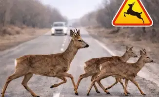 Дикие животные начали миграцию в Жетісу: внимание водителей!